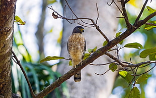 beige hawk eagle perched on the tree brunch